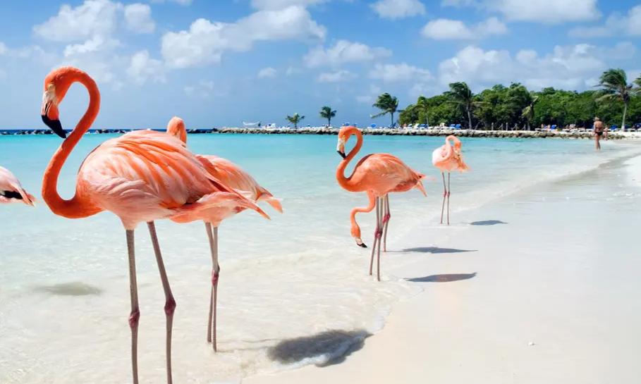 ARUBA - 8 DIAS - AGOSTO A NOVIEMBRE